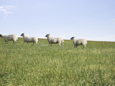 草原を歩く羊たち